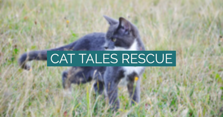 13738630 (5) - North Texas Cat Rescue